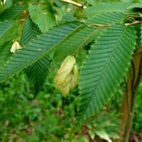 Carpinus turczanonowii var. coreana