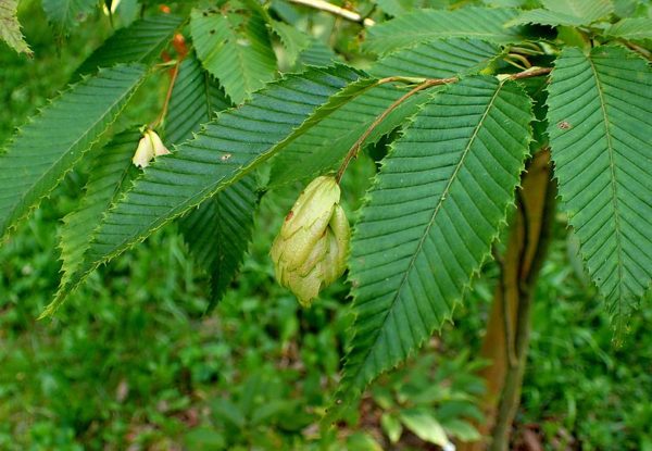 Carpinus turczanonowii var. coreana