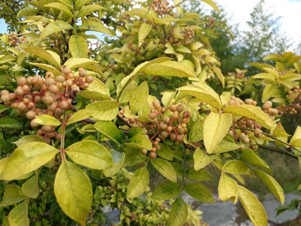 Zanthoxylum coreanum