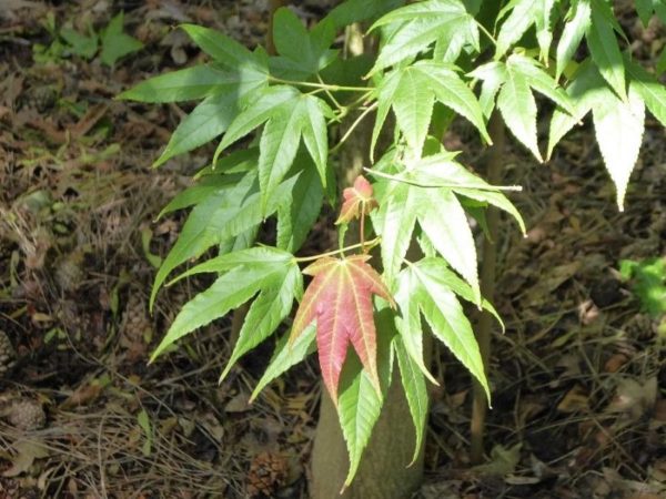 Acer elegantulum