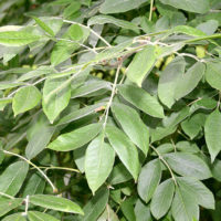 Fraxinus latifolia