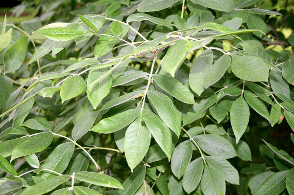 Fraxinus latifolia