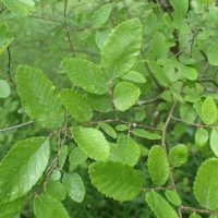 Ulmus crassifolia