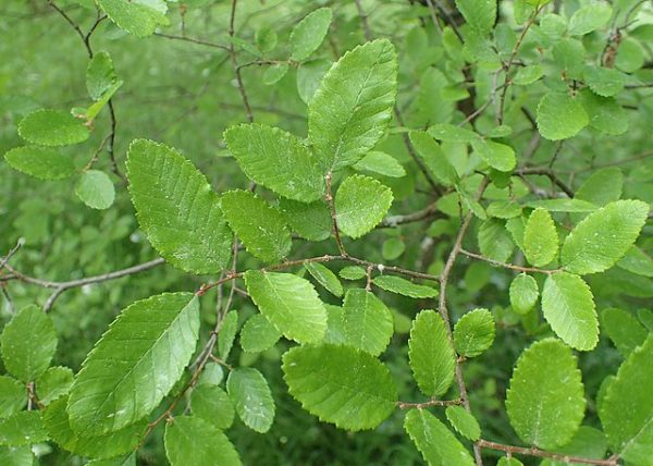 Ulmus crassifolia