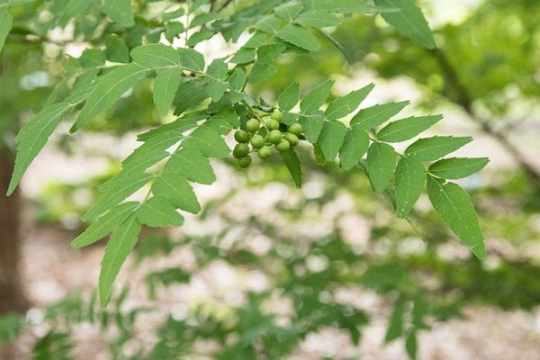 Zanthoxylum piperitum