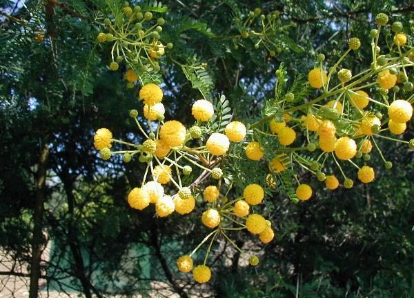 Acacia karroo