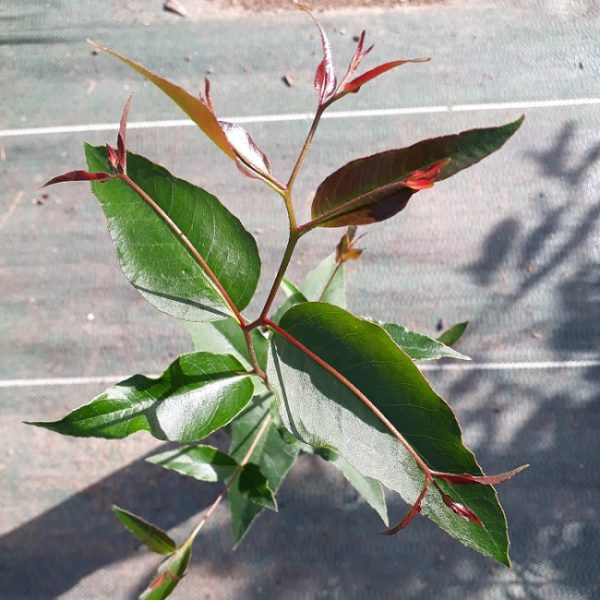 Eucalyptus muelleriana feuilles juvéniles