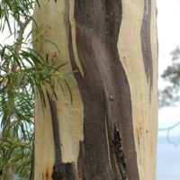 Eucalyptus pulchella