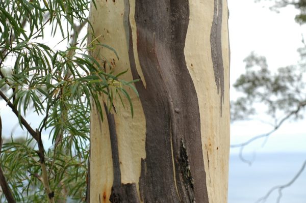 Eucalyptus pulchella