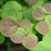 Cercidiphyllum japonicum