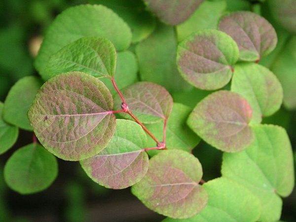 Cercidiphyllum japonicum