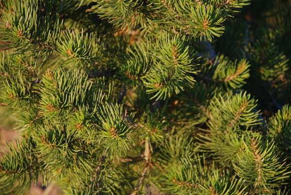 Pinus edulis