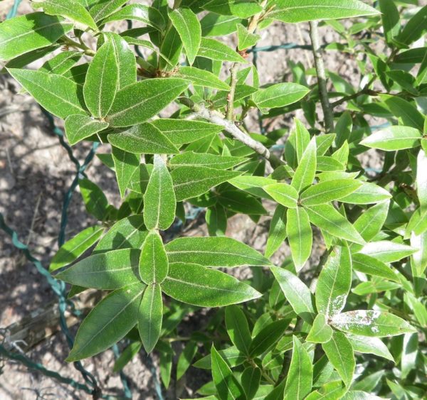 Quercus galeanensis