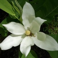 Magnolia macrophylla 'Ashei'