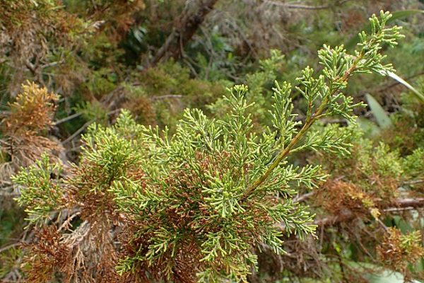 Widdringtonia nodiflora