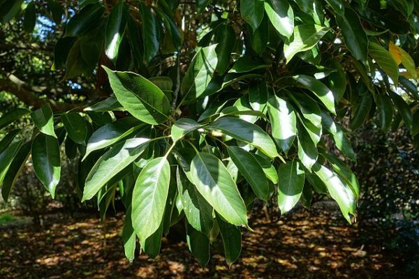 Quercus acuta