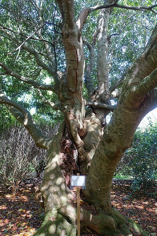 Quercus acuta