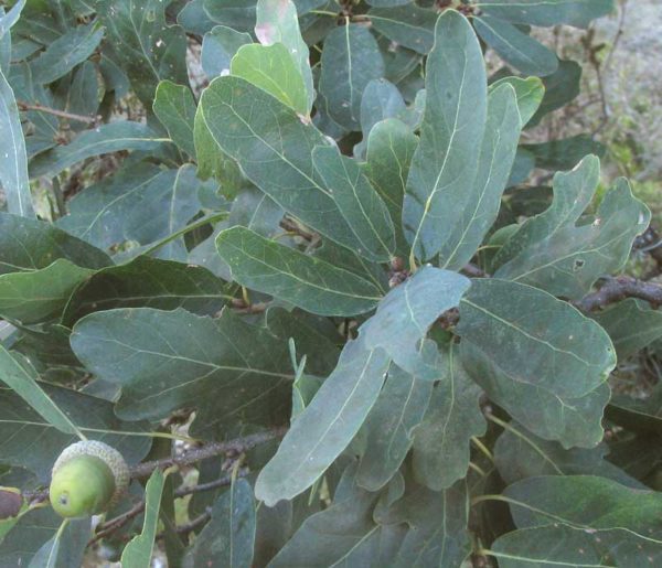 Quercus laceyi