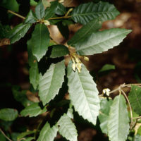 Notholithocarpus densiflorus