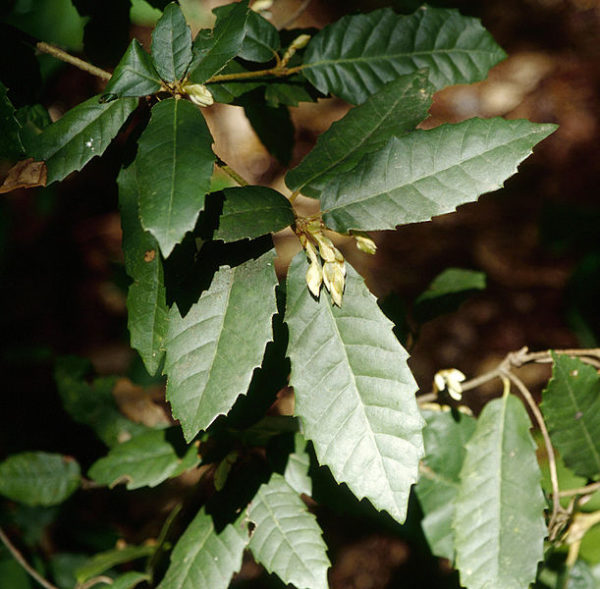 Notholithocarpus densiflorus