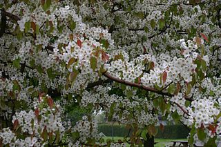 Pyrus ussuriensis