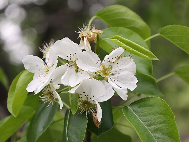 Pyrus ussuriensis