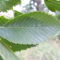 Ulmus americana