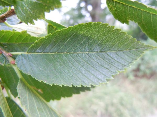 Ulmus americana