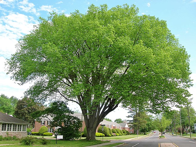 Ulmus americana