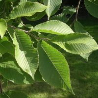 Ulmus castaneifolia