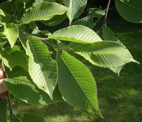 Ulmus castaneifolia