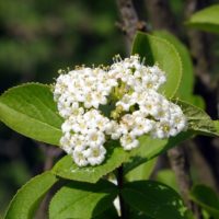 Viburnum burejaeticum