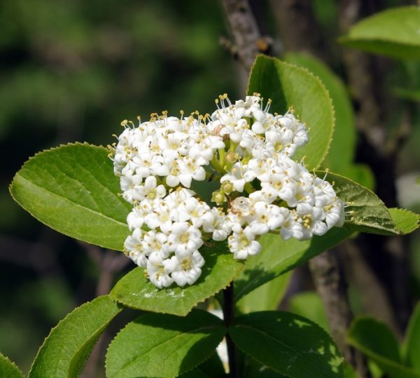 Viburnum burejaeticum