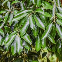 Lithocarpus edulis