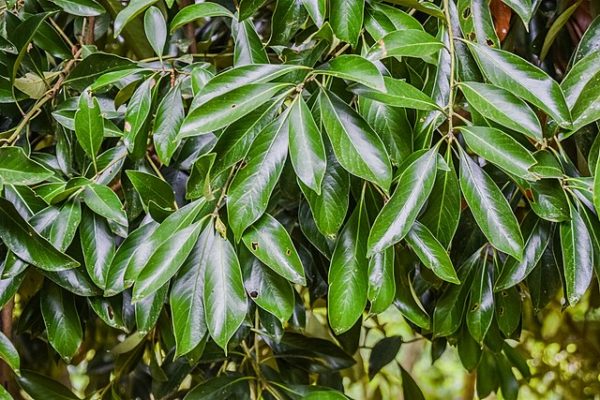 Lithocarpus edulis