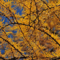 Larix gmelinii