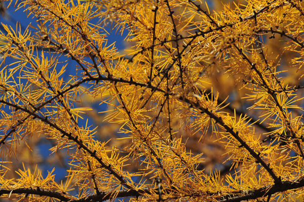 Larix gmelinii