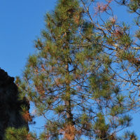 Pinus attenuata