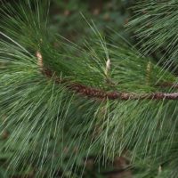 Pinus palustris