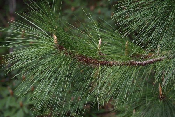 Pinus palustris