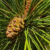 Pinus canariensis