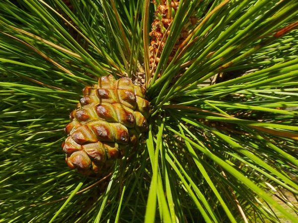 Pinus canariensis
