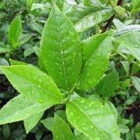 Camellia sinensis