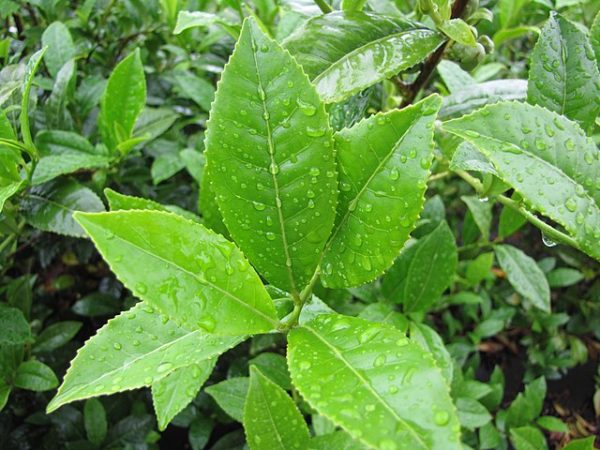 Camellia sinensis