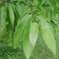 Castanea dentata