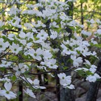 Cornus florida