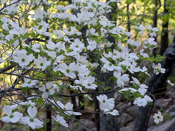 Cornus florida