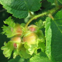 Corylus americana