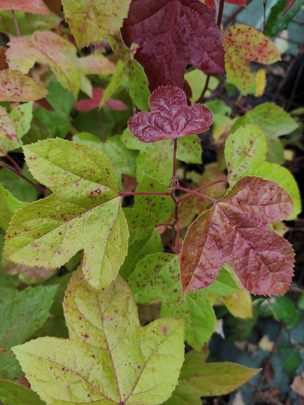 Liquidambar formosana