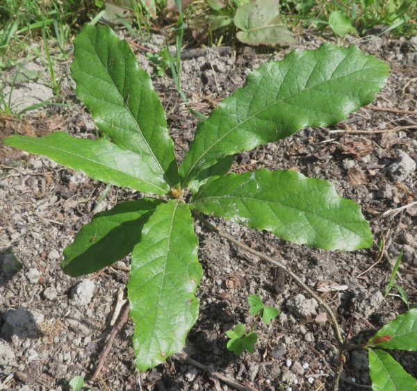 Quercus deserticola